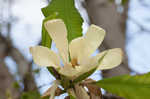 Umbrella tree